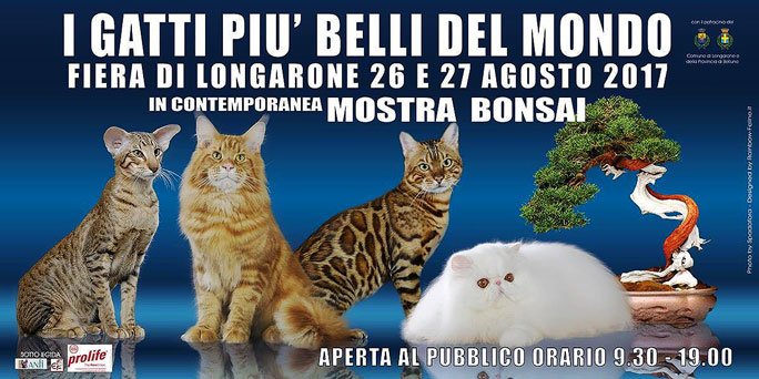 2017 BELLUNO LONGARONE MOSTRA FELINA MOSTRA DI GATTI FASHION CAT SHOW