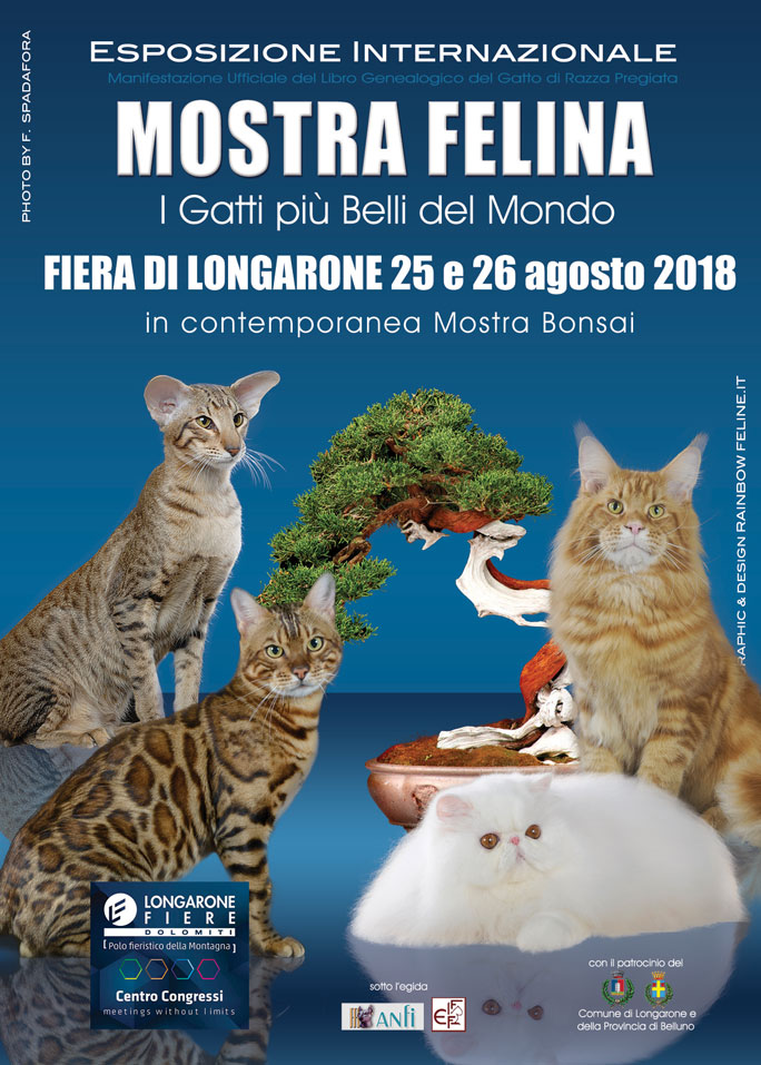 2018 BELLUNO LONGARONE MOSTRA FELINA MOSTRA DI GATTI FASHION CAT SHOW