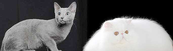 BELLUNO LONGARONE MOSTRA FELINA MOSTRA DI GATTI FASHION CAT SHOW esposizione di gatti