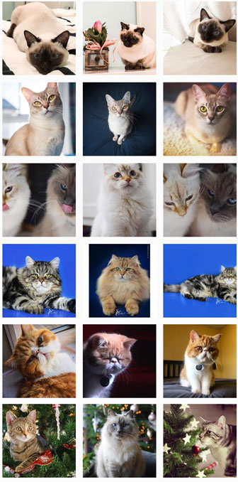 VILLORBA ESPOSIZIONE INTERNAZIONALE FELNA I GATTI PIU' BELLI DEL MONDO razze