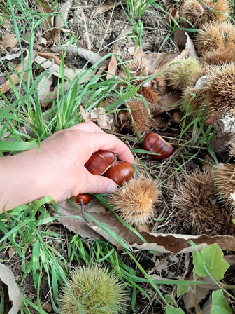 festa dei marroni di combai passeggiate con raccolta marroni