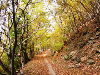 festa dei marroni di combai passeggiate tra i castagneti