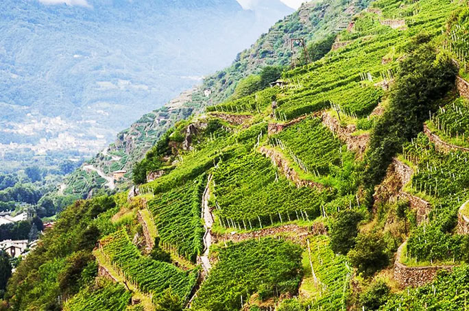 tra i vigneti più alti d’Europa. Cave Mont Blanc de Morgex