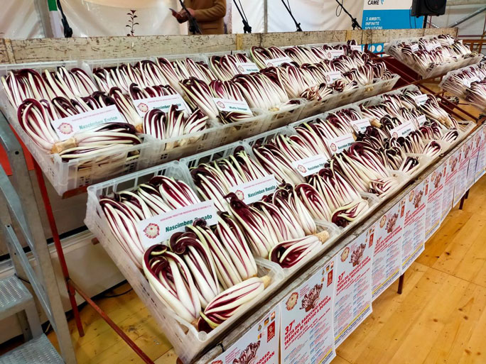FESTA DEL RADICCHIO ROSSO DI TREVISO esposizione e vendita