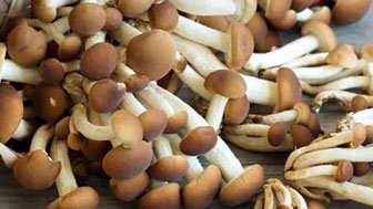 funghi chiodini