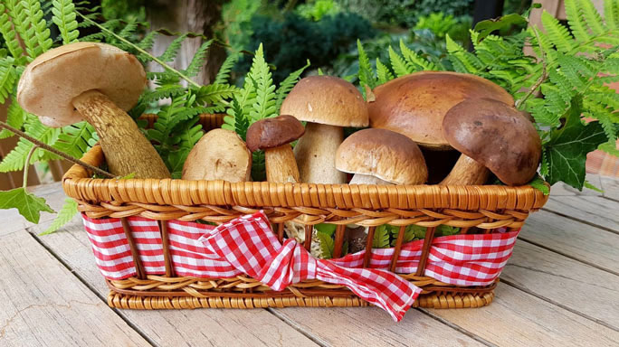 nervesa della battaglia funghi porcini