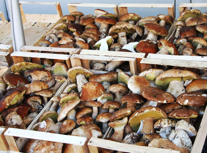 nervesa della battaglia funghi