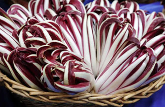 radicchio rosso di treviso igp