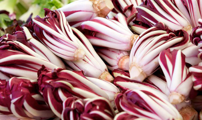 radicchio rosso di treviso igp
