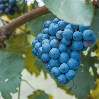 cantina sandre storia