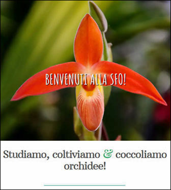 società felsinea di orchidofilia