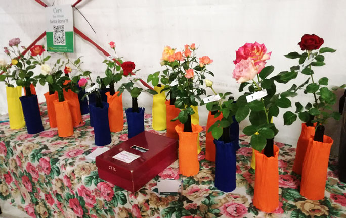 TREVISO MONIGO CONCORSO LA ROSA PIU' BELLA