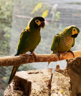 GRAN GALA' DEI PAPPAGALLI pappagalli a coppia