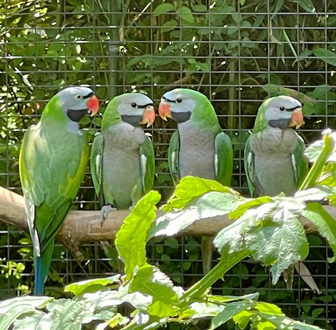 mostra di pappagalli