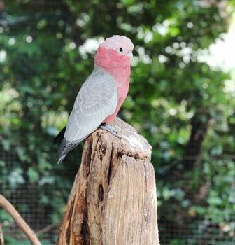 GRAN GALA' DEI PAPPAGALLI pappagallo rosa