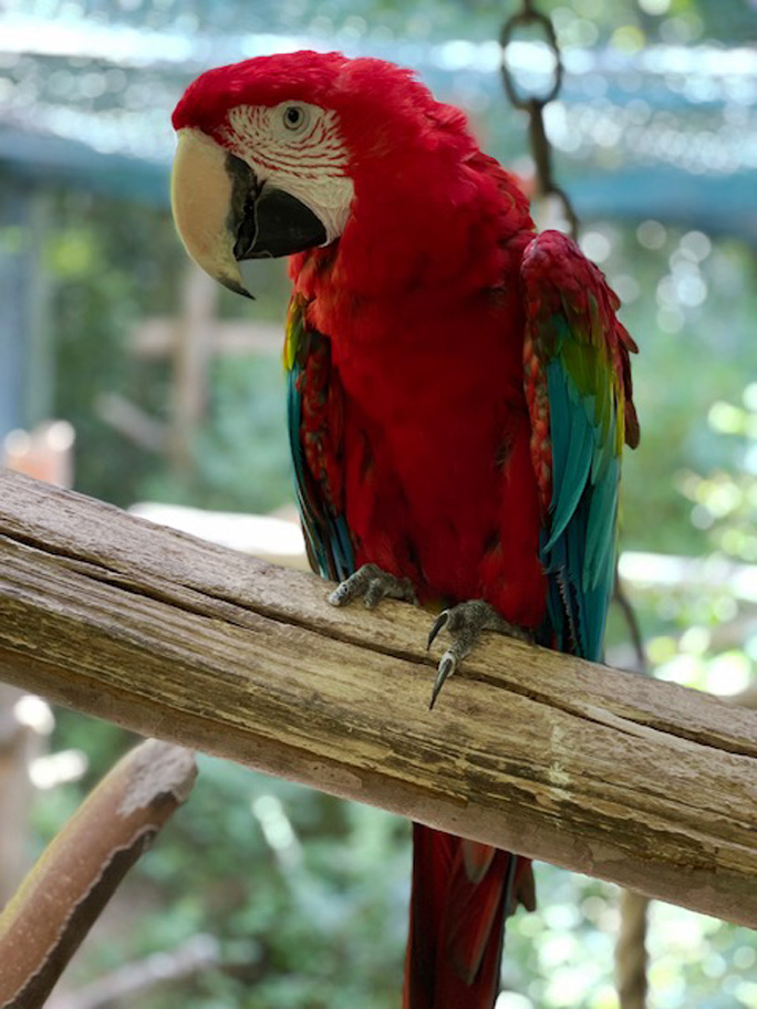 GRAN GALA' DEI PAPPAGALLI pappagallo rosso