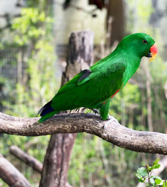 GRAN GALA' DEI PAPPAGALLI pappagallo verde