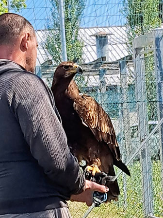 CAMPODARSEGO FIERA DEGLI UCCELLI falco