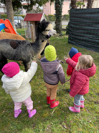 ANTICA FIERA DI GODEGA alpaca