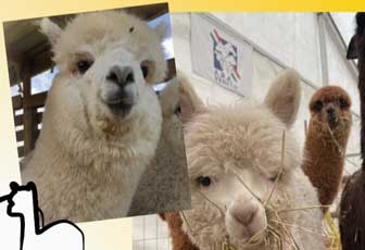 FIERA DEGLI UCCELLII A CALESSANI DI SPRESIANO alpaca