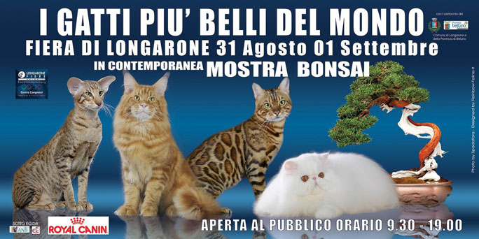 2019 BELLUNO LONGARONE MOSTRA FELINA MOSTRA DI GATTI FASHION CAT SHOW