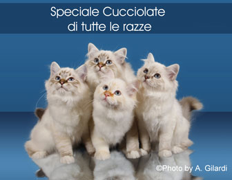 BELLUNO LONGARONE MOSTRA FELINA MOSTRA DI GATTI FASHION CAT SHOW speciale cucciolate di tutte le razze