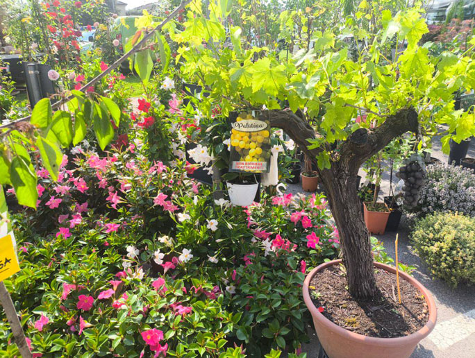 CIPRIANO MOSTRA GIARDINAGGIO