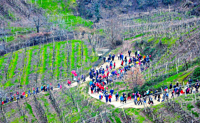 CORSE PODISTICHE VERONA MONTEFORTE D'ALPONE MONTEFORTIANA colline del soave